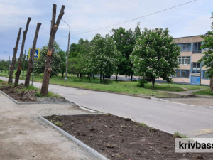 Обрізка дерев «до стовпа» - стоп: у Кривому Розі депутати підтримали петицію