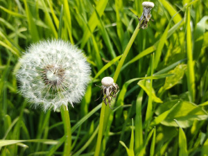 13 травня – все про цей день: свято, прикмети та традиції