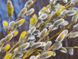 Фото з відкритих джерел