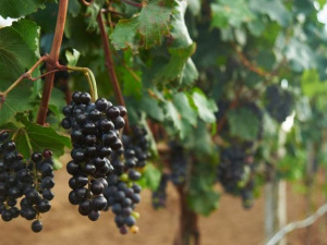 Фото із мережі Інтернет