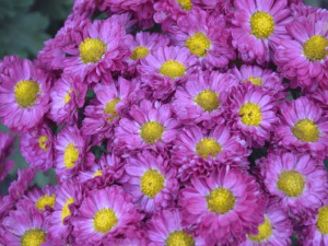 Фото із офіційної сторінки Криворізького ботанічного саду у соціальній мережі Facebook