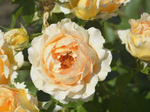 Фото Криворізького ботанічного саду 