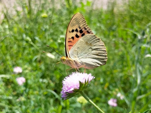 Фото Тоні Головатюк