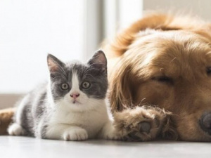 Фото із мережі Інтернет