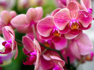 Як доглядати орхідею вдома: корисні поради