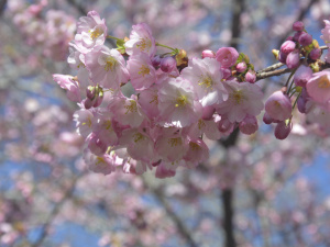 Сезон сакур стартував: криворіжців запрошують на цвітіння японських дерев- ФОТО
