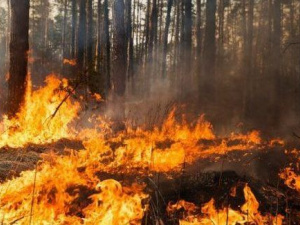 Пожежі на Дніпропетровщині, фото пресслужби Дніпропетровської ОВА