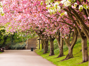 Холодний фінал квітня - фото ілюстративне з відкритих джерел  