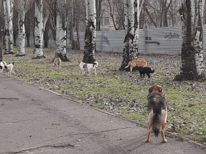 Фото редакції krivbass.city 