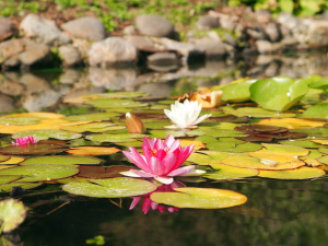 Не можна лаятись, ображати близьких та виносити сміття з будинку – все про 9 червня