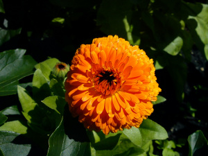 Секретна зброя городника - фото з відкритих джерел