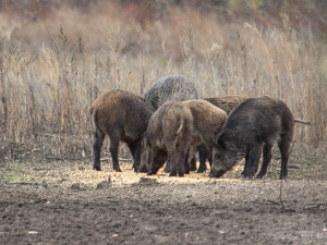Фото Анатолія Сальніка