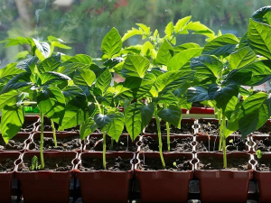 Без хімії: як молочний розчин захищає і зміцнює розсаду - фото з відкритих джерел