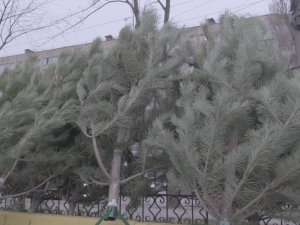 Кривий Ріг заполонили новорічні красуні: за скільки можна придбати живу ялинку?