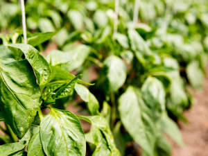 Фото з відкритих джерел