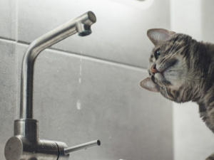 Фото з відкритих джерел