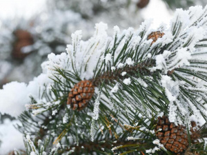 Святкові та робочі дні в Україні у січні 2026 року - фото з відкритих джерел