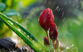 Дощі в травні - фото ілюстративне з відкритих джерел  