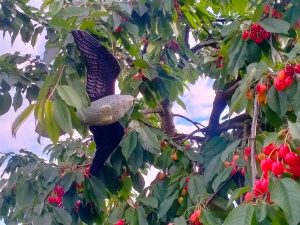 Як врятувати вишні та черешні від птахів - фото з відкритих джерел