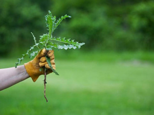 Простий трюк для подвір’я: як позбутися бур’янів між плиткою - фото з відкритих джерел
