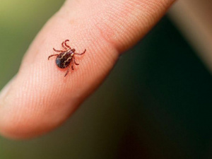 Це може врятувати здоров’я: перші дії після укусу кліща