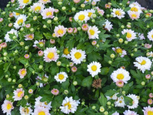 Фото із офіційної сторінки Криворізького ботанічного саду у соціальній мережі Facebook