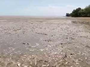 Стоп-кадр із відео Андрія Єрмака (Telegram)