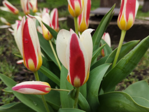 Фото редакції krivbass.city