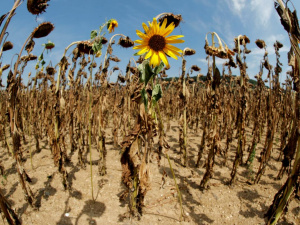 Фото ілюстративне з відкритих джерел 
