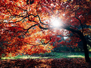 Погода на вікенд - фото ілюстративне з відкритих джерел  