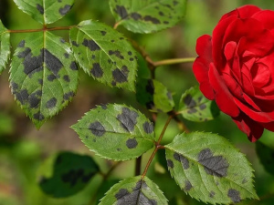 Чому на трояндах з’являються чорні плями та як їх позбутися - фото з відкритих джерел