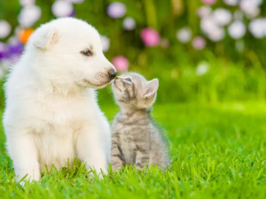 Як подружити кота і собаку - фото з відкритих джерел