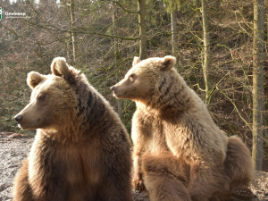 Фото національний природний парк "Синевир"