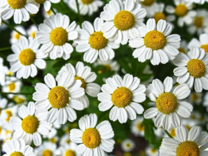 Фото з мережі інтернет