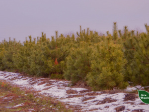 Свято наближається — відповідальність лишається: у Лісовому офісі нагадали про відповідльність за самовільну вирубку ялинок