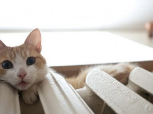 Котик гріється, фото з відкритих джерел