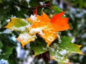 Народні спостереження: передбачаємо зиму без прогнозів - фото з відкритих джерел