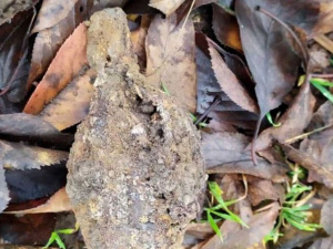 Фото: Криворізьке РУ ГУ ДСНС України у Дніпропетровській області