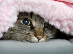 Котик мерзне, фото з відкритих джерел 