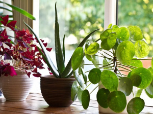 Як кімнатні рослини допомагають очистити повітря і прибрати плісняву - фото з відкритих джерел