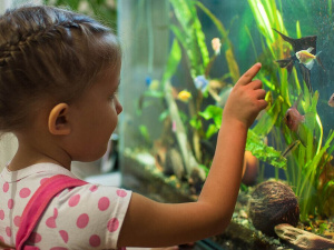 Дівчина стоїть біля акваріуму - фото з відкритих джерел