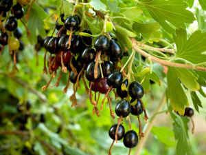 Смородина - фото з відкритих джерел