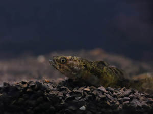 фото Віктора Севідова