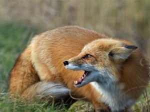 Фото пресслужби Дніпропетровської ОВА