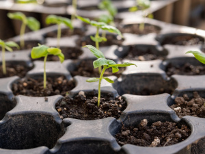 Березень і Місяць: як обрати ідеальний день для посадки - фото з відкритих джерел