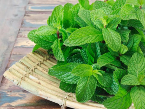 Як правильно доглядати за м’ятою – поради від досвідчених садівників