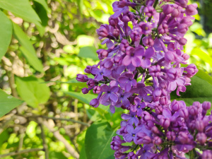 Фото редакції krivbass.city