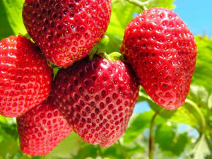 Як доглядати полуницю, щоб росла великою та солодкою: корисні поради