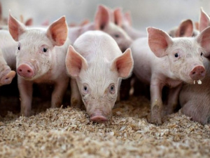 Фото із мережі Інтернет