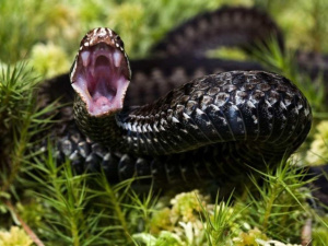 Небезпечні створіння літа - фото з відкритих джерел